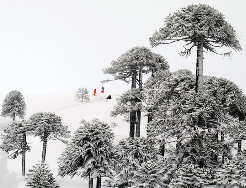 Las Araucarias resort snow